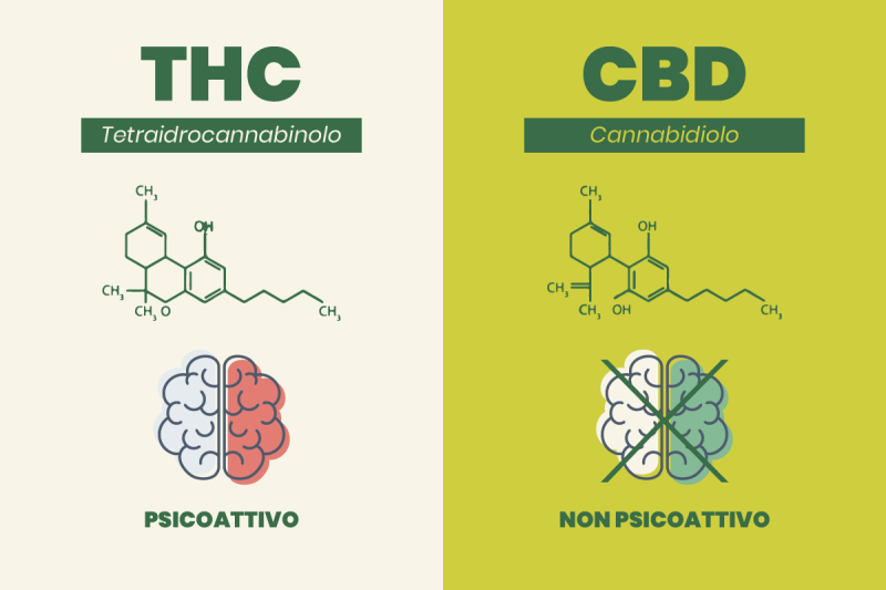 differenza tra cbd e thc