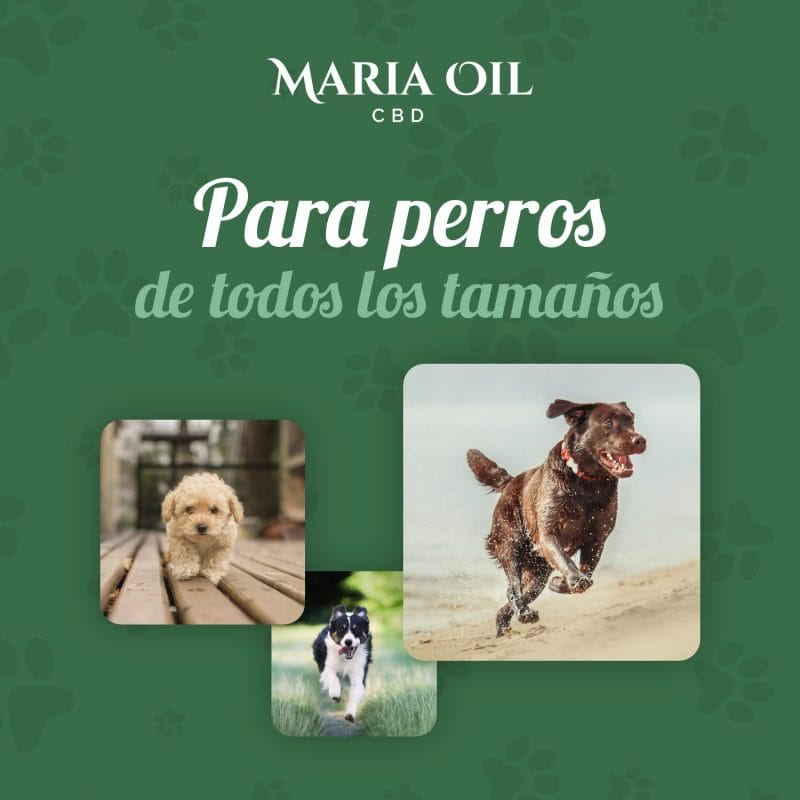 Aceite de CBD 5% para perros - Imagen 3