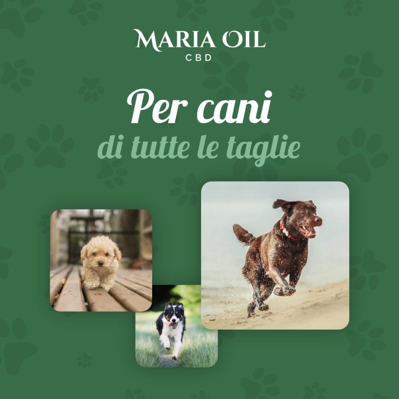 Aceite de CBD 5% para perros - Imagen 5