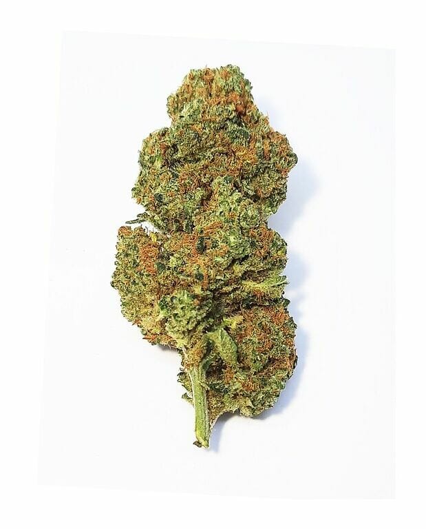 Orange BUD | Luz de Cannabis