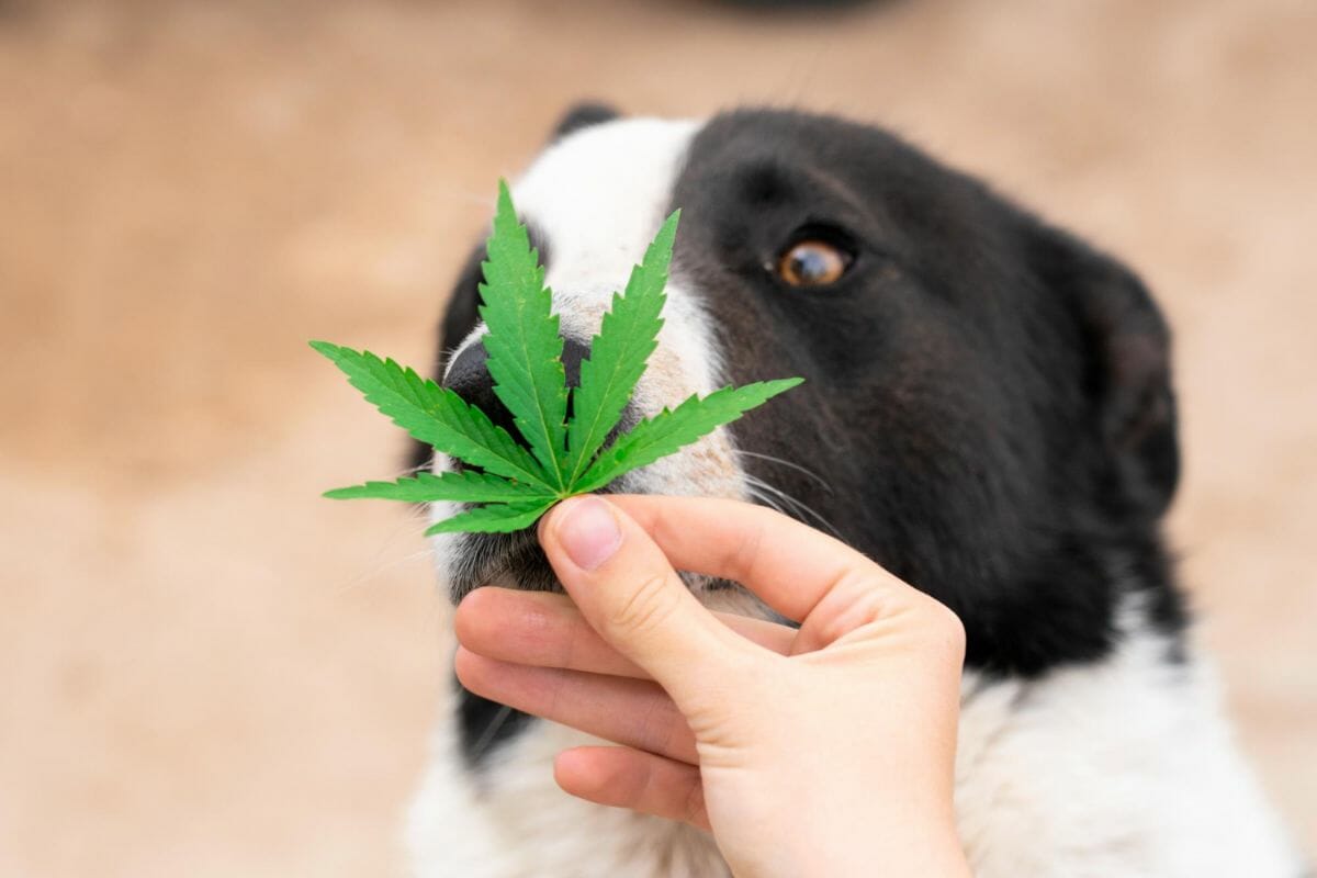 olio al cbd per l'epilessia dei cani