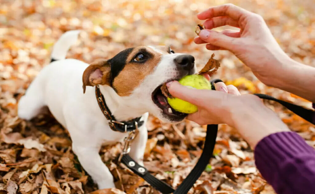 miglior olio di cbd per cani