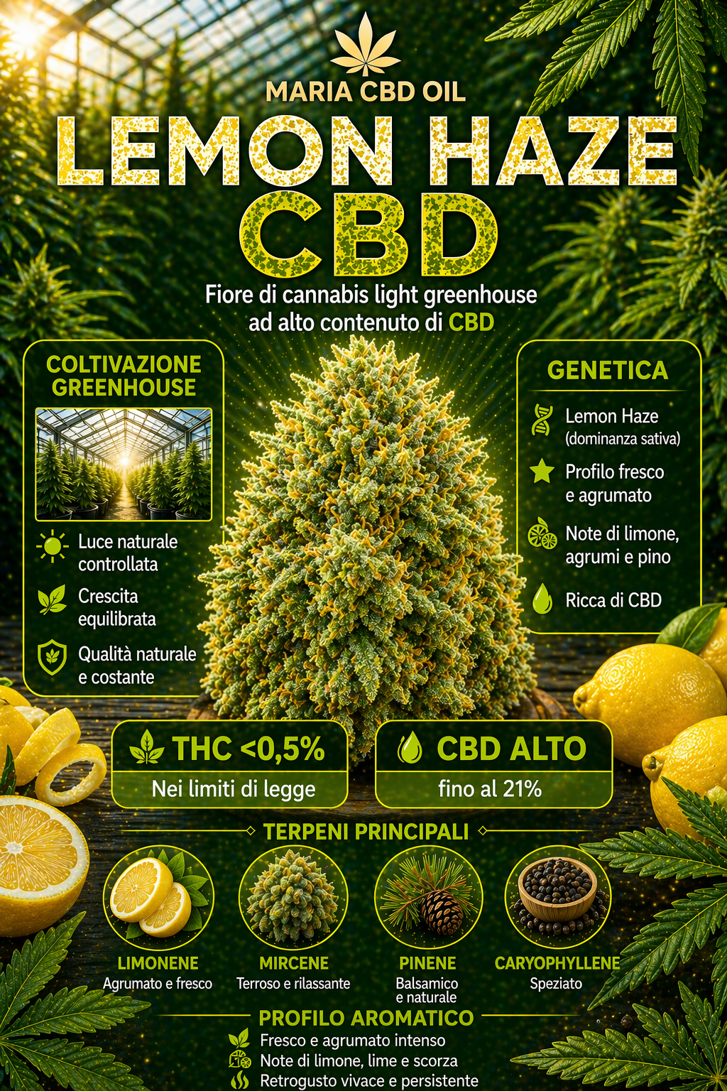 Lemon Haze CBD